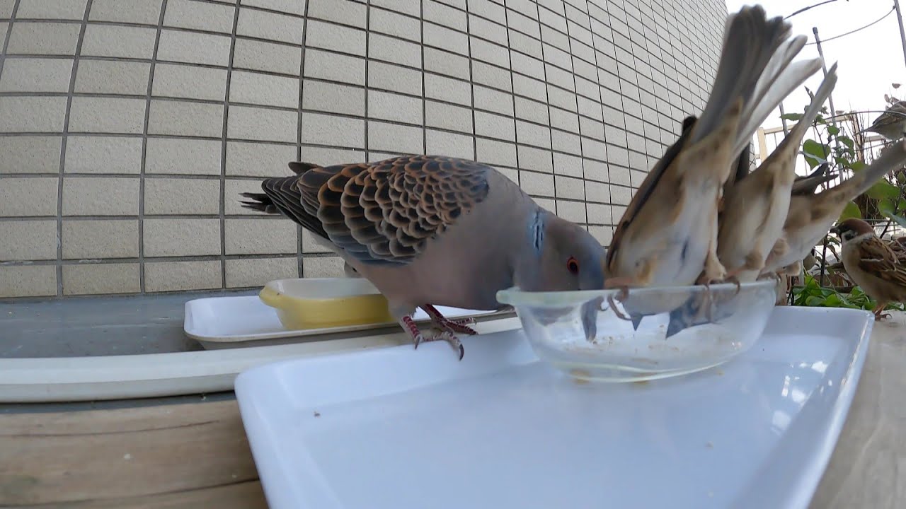 【スズメ】仲良くご飯20260124【キジバト】