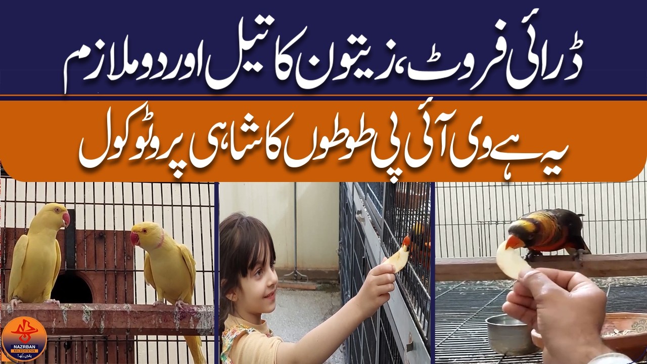 VIP Parrots Enjoy Royal Treatment with Dry Fruits, Olive Oil, and Personal Care |NazrbanBalochistan