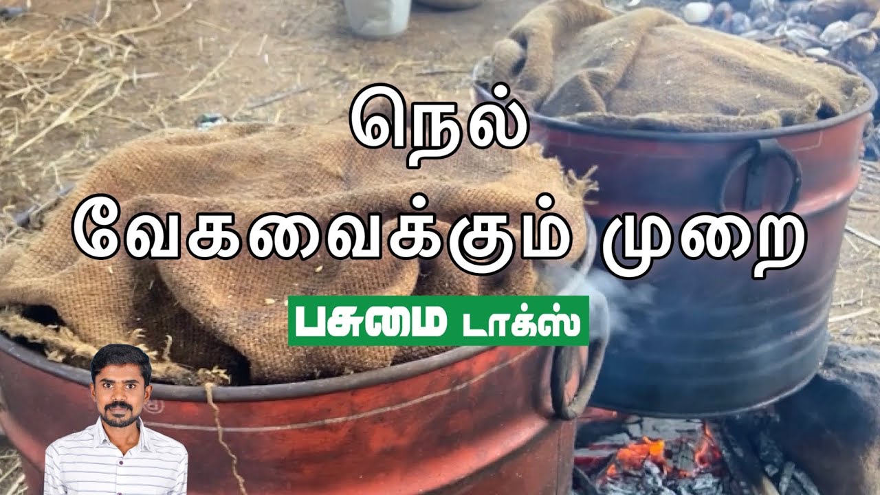 நெல் வேகவைக்கும் முறை | Paddy Boiling at Home | பாரம்பரிய முறை | Pasumai Talks #paddy
