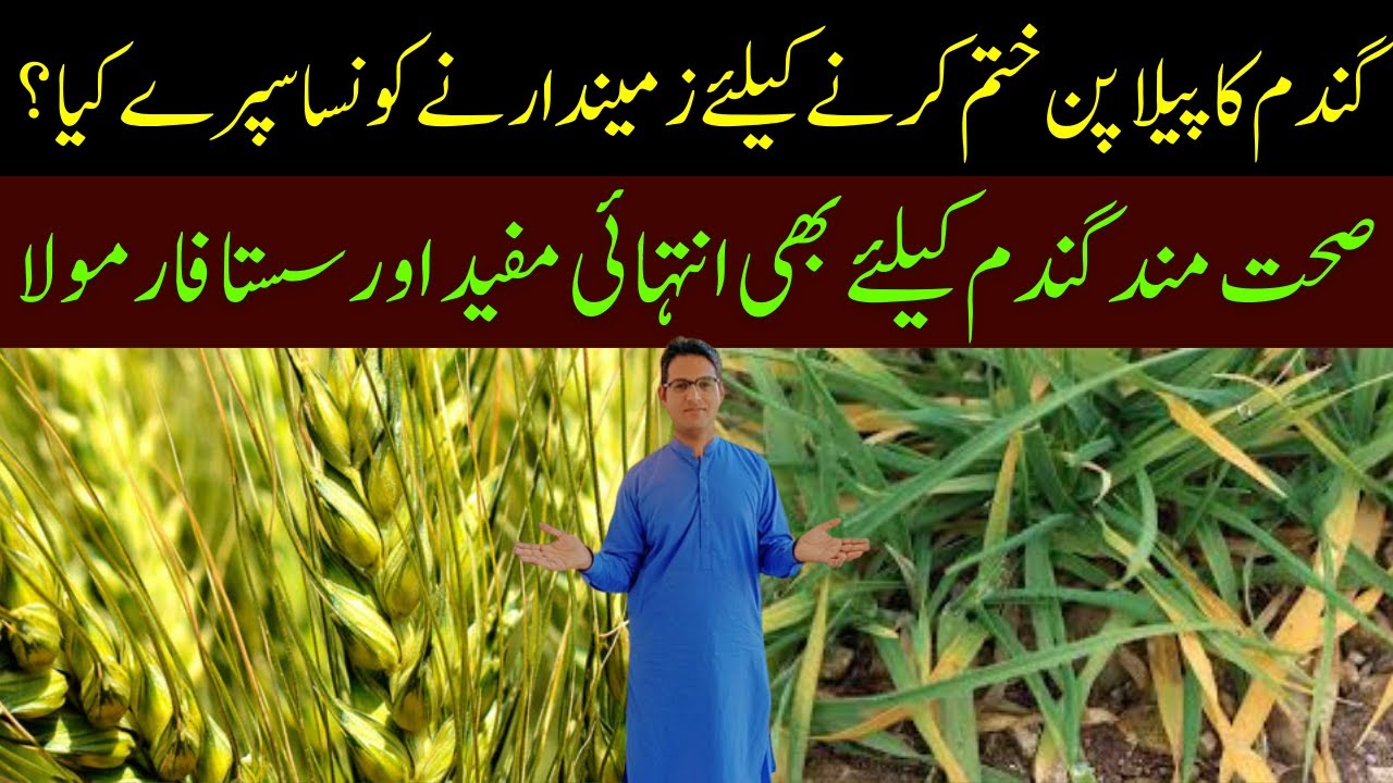 How We can Recover Wheat Yellowing | Cyber Agri Extension | Live Results