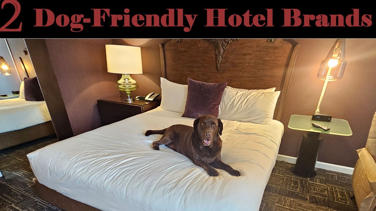 Your Dog's Dream Hotel: Holiday Inn vs Kimpton