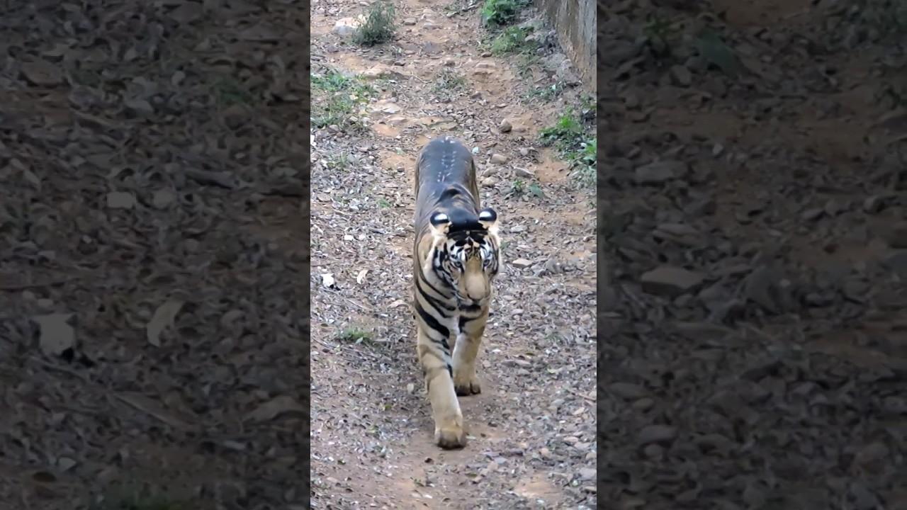 Black Tiger || Rare melanistic Tiger spotted in Odisha 