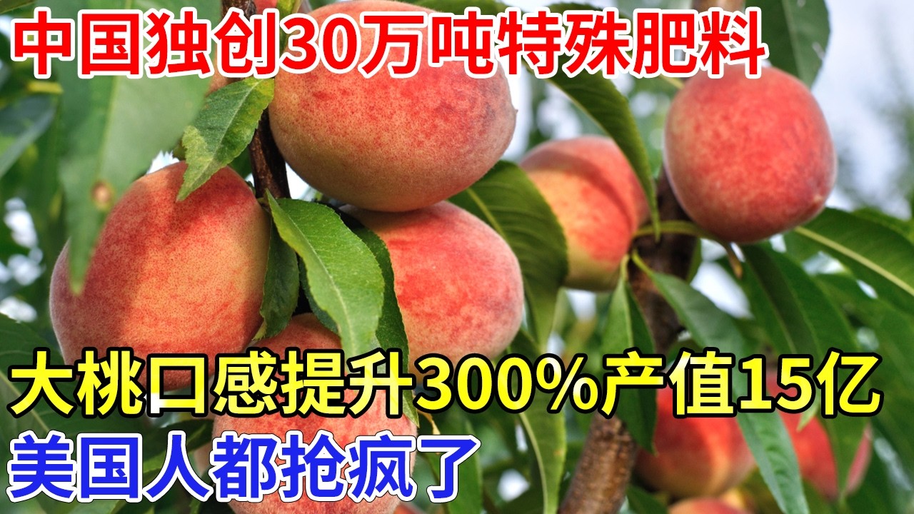 中国独创技术！30万吨桃枝当肥料，谁料大桃口感提升300%，产量1.7亿公斤，创下15亿产值，美国人都抢疯了【科技传奇】