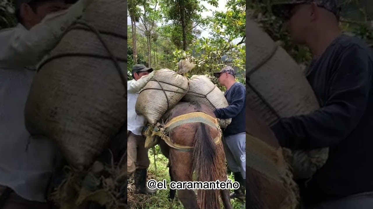 Como cargar un caballo con café                   Vida del campo#vidadelcampo #caballos