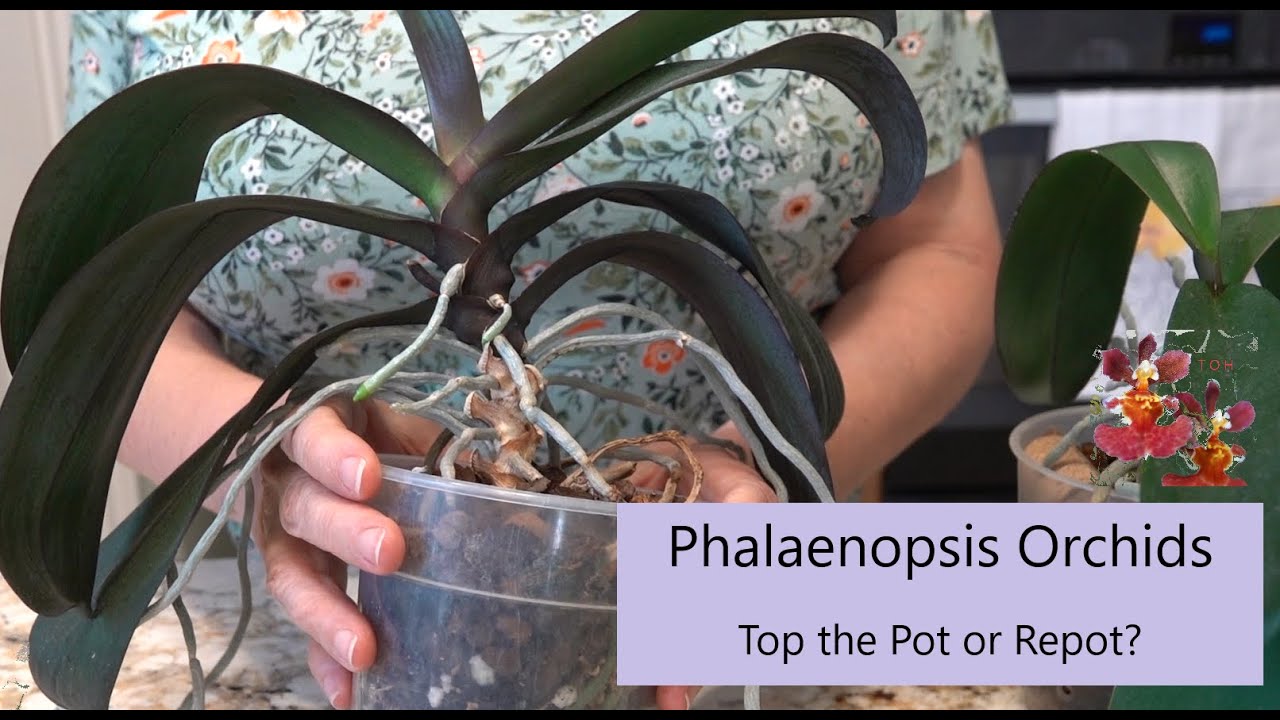 How to Know When a Phalaenopsis Orchid Needs to be Repotted | Top the Pot or Repot? | Cats Rule!