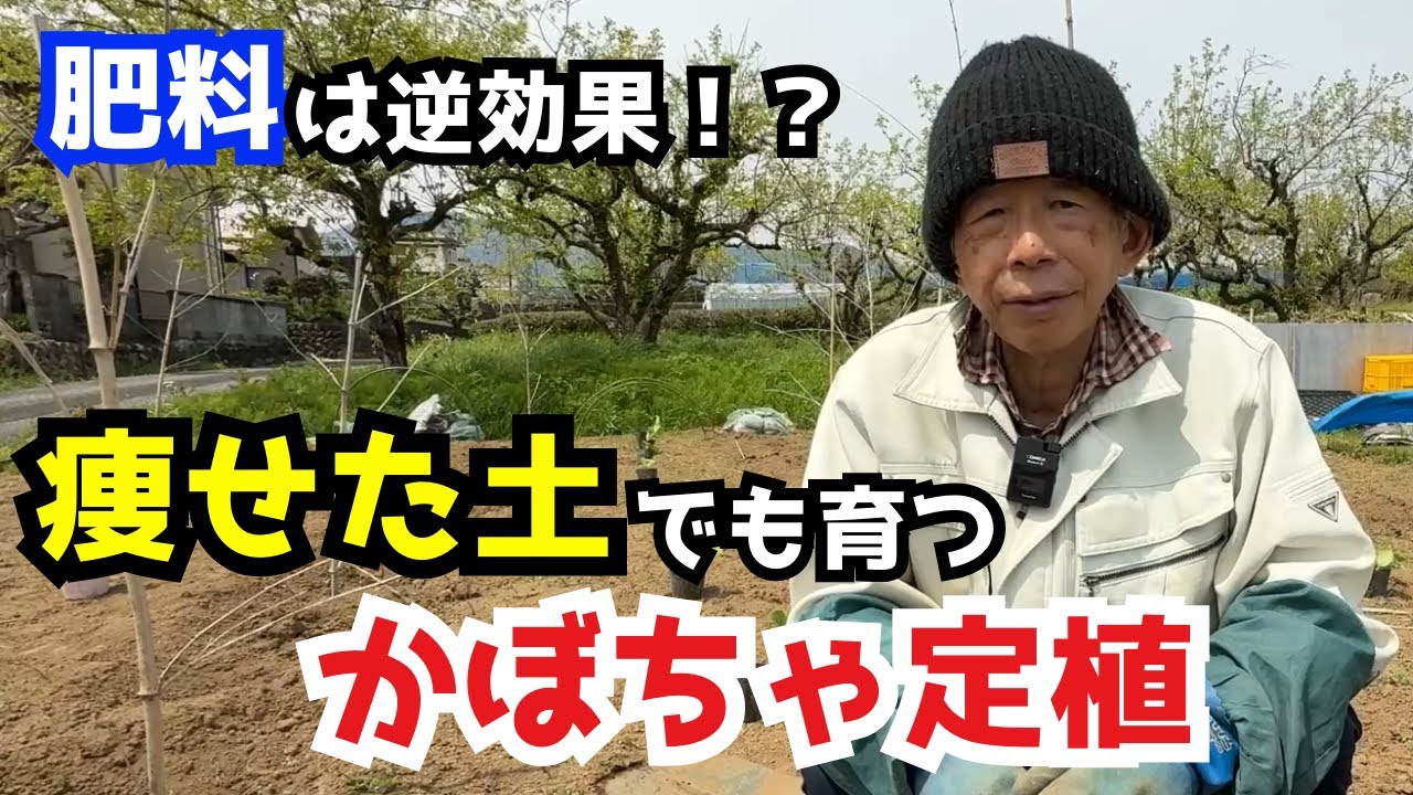 【初心者】かぼちゃ定植でやってはいけない2つの失敗ポイント