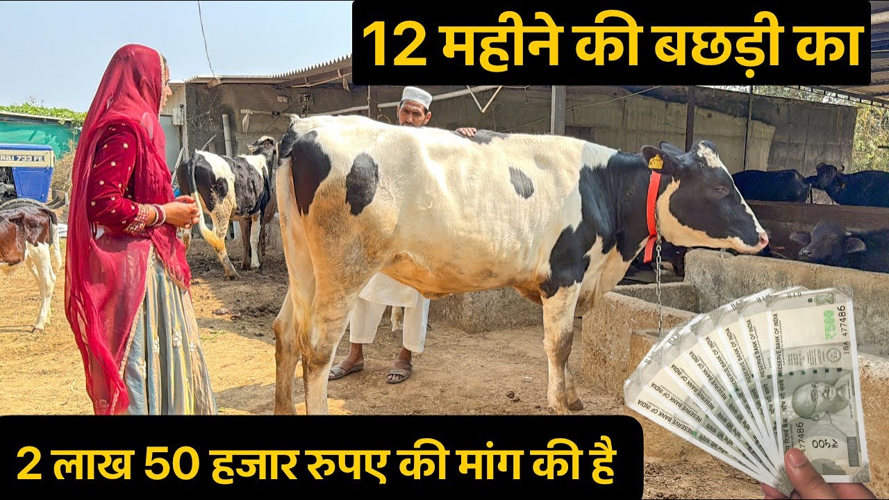 12 महीने की बछड़ी का 2 लाख 50 हजार रुपए की मांग की है