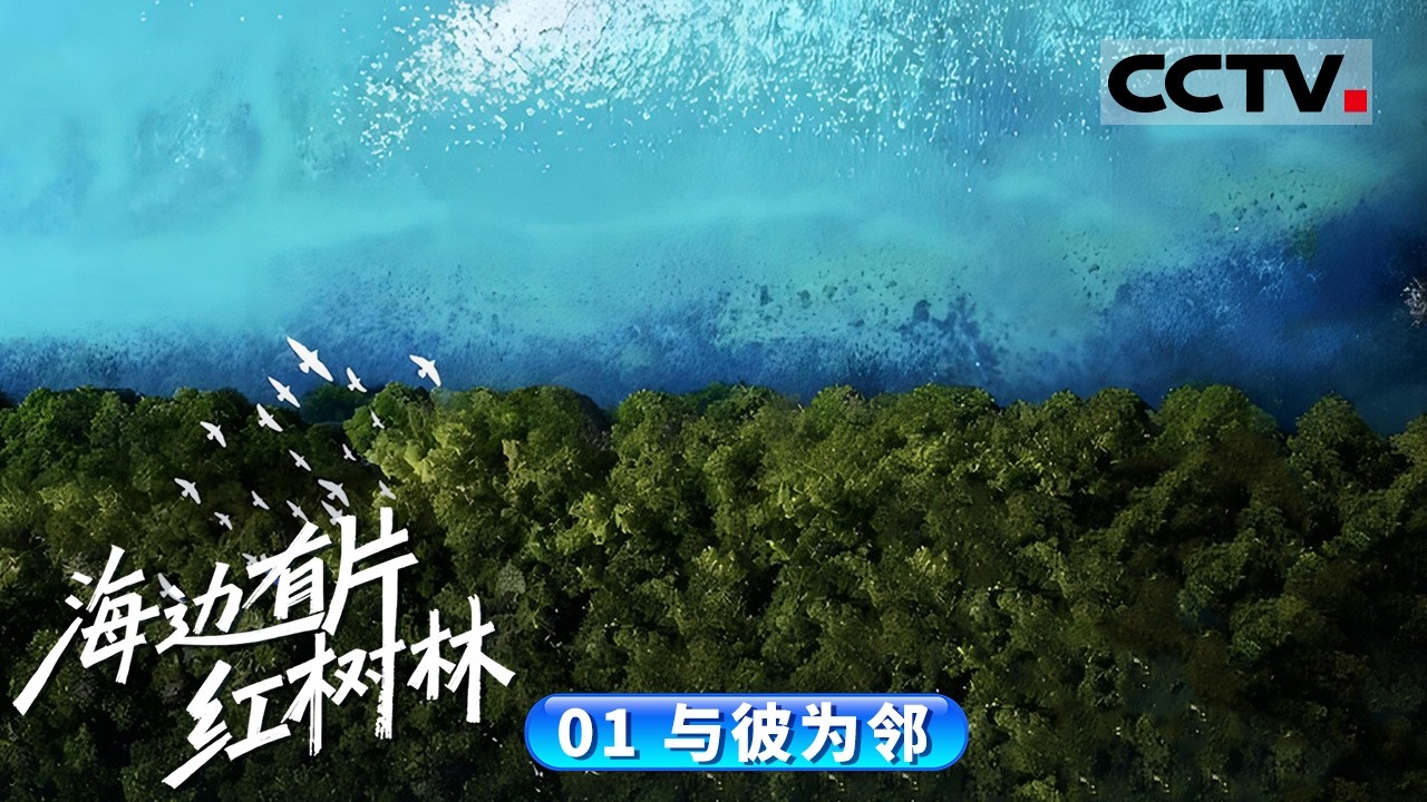 《海边有片红树林》01 与彼为邻：红树林是地球上最独特的生命奇观之一 这个亿万年演化而来的海陆交界生态系统有着复杂的生命构成【CCTV纪录】