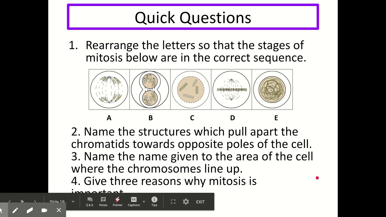 National 5 Biology - Producing New Cells (Unit 2 KA1)