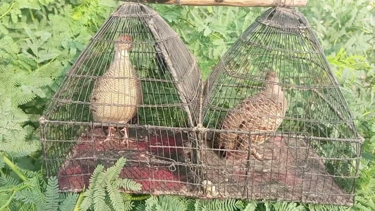 Jungle Me Goonjti Teetar Juri Ki Awaz | Asli Shikar Wali Voice | Wild Partridge Sound