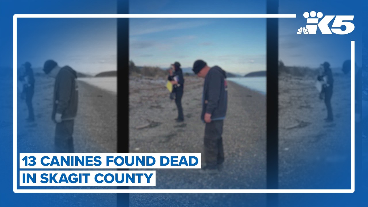 At least 13 'canines' found dead in Skagit County