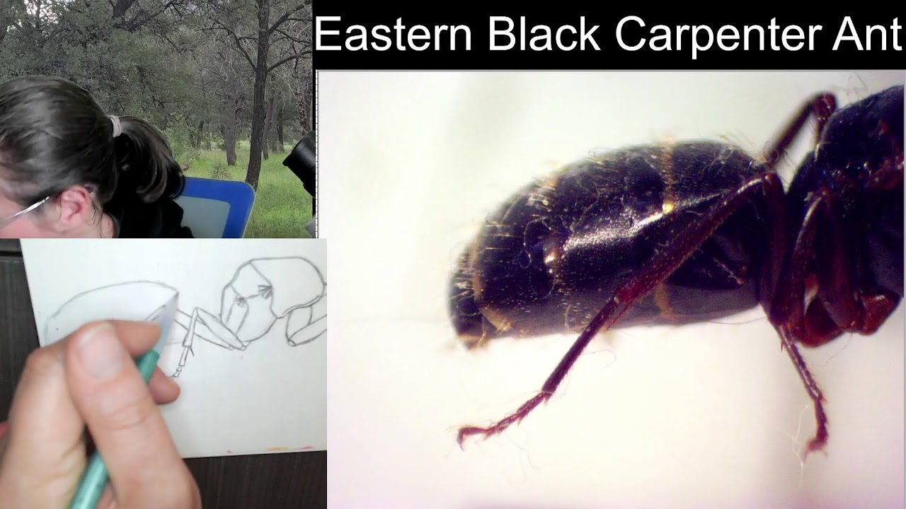 Insect Illustrations Under a Microscope: Eastern Black Carpenter Ant (Camponotus pennsylvanicus)