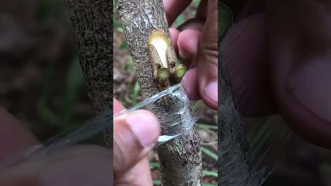 Rambutan Tree Bud Grafting EP313 #grafting#rambutan
