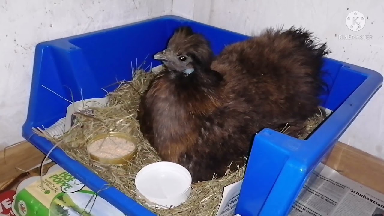 Seidenhühner Glucke im Winter - Sundheimer Küken ausgebrütet 🐥😍