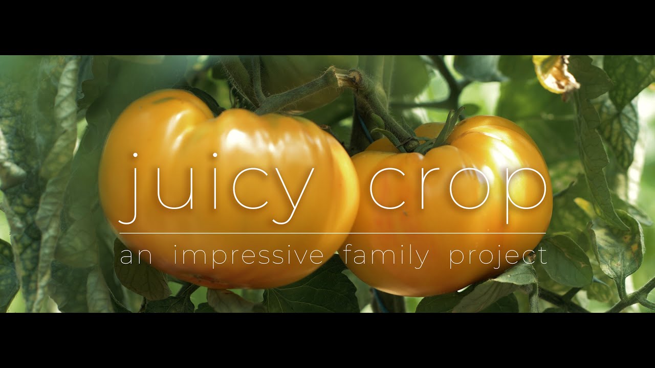 Delicious fruits of summer - organic & pure farming ( cinematic reel GH5 - DJI Mini 3 Pro )