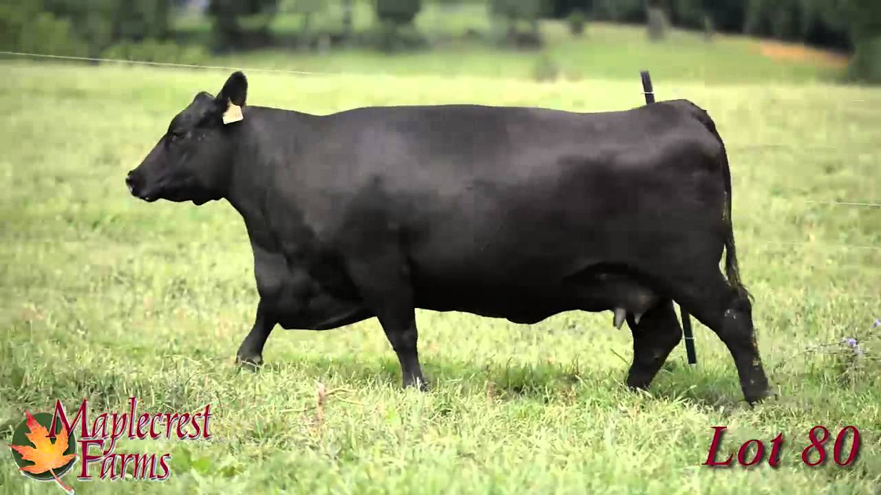 Lot 80, Maplecrest Rita C1144