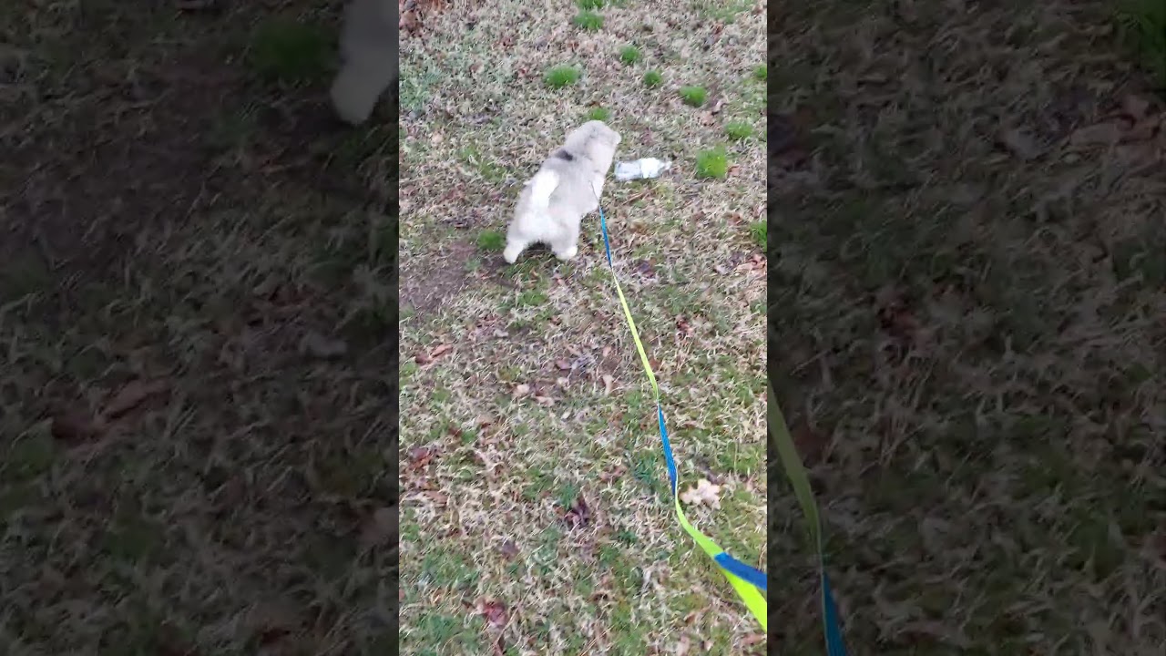 Chaos encounters spooky bottle