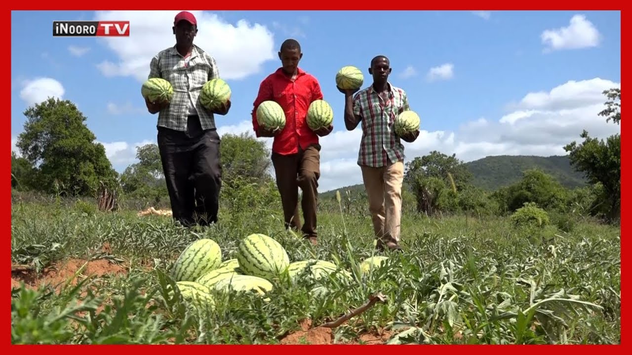 Ũkũria wa watermelon; #MũgamboWaMũrĩmi PART 2, Kajiado