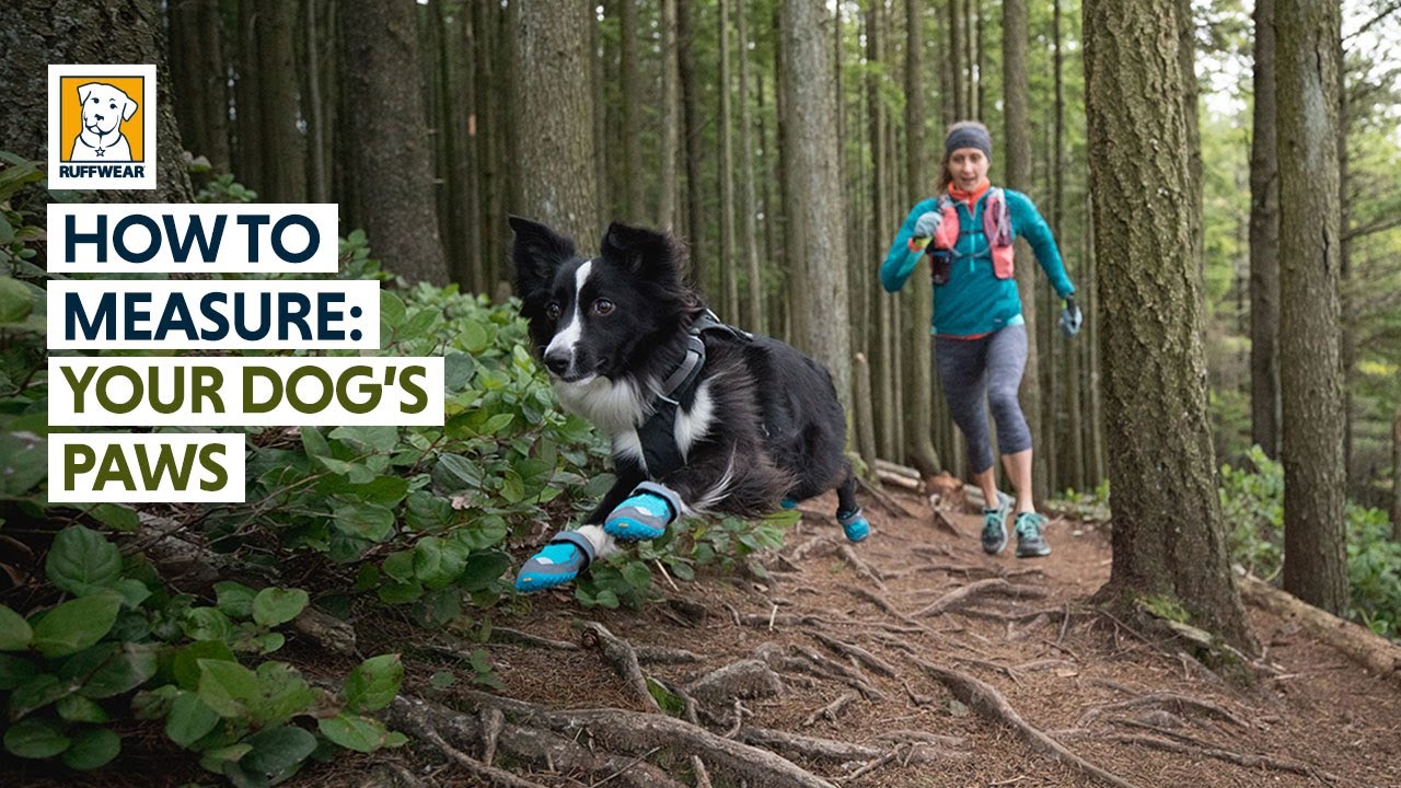 How To Measure: Your Dog's Paws