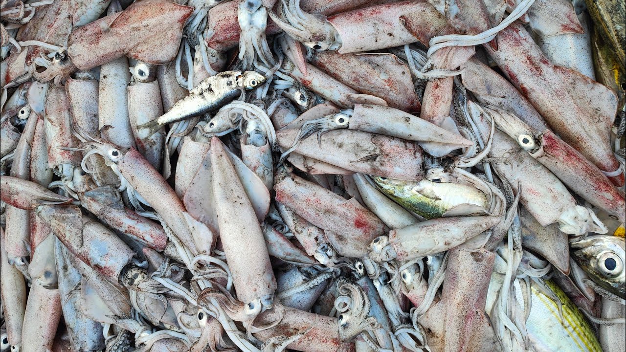 Rezeki TRF678 memukat sotong, ikan pilihan ikan keropok & suasana meriah menjual hasil tangkapan