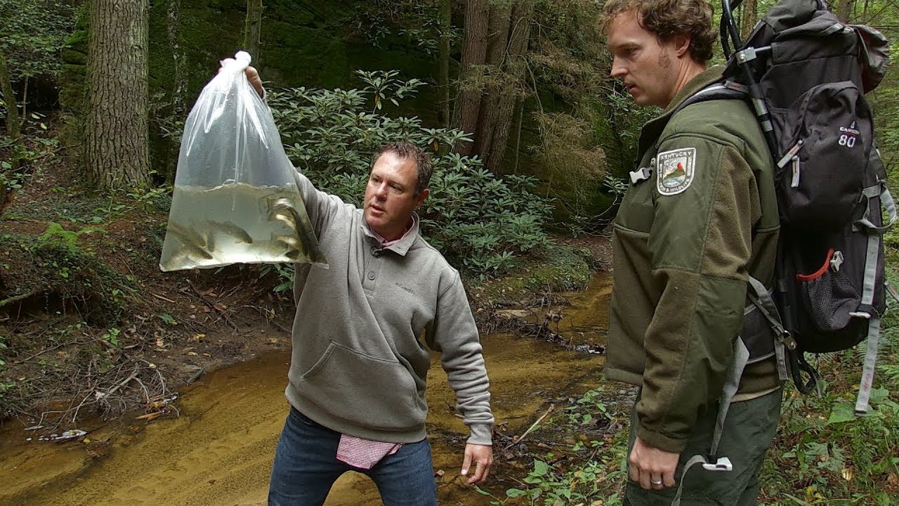 The Story of Brook Trout in the Red River Gorge