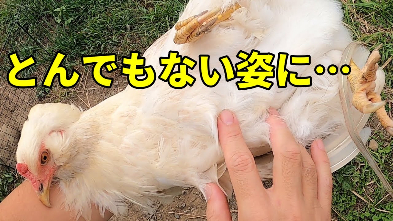 【換羽】ニワトリの見た目が激変していく！一体何が！？ 314話目