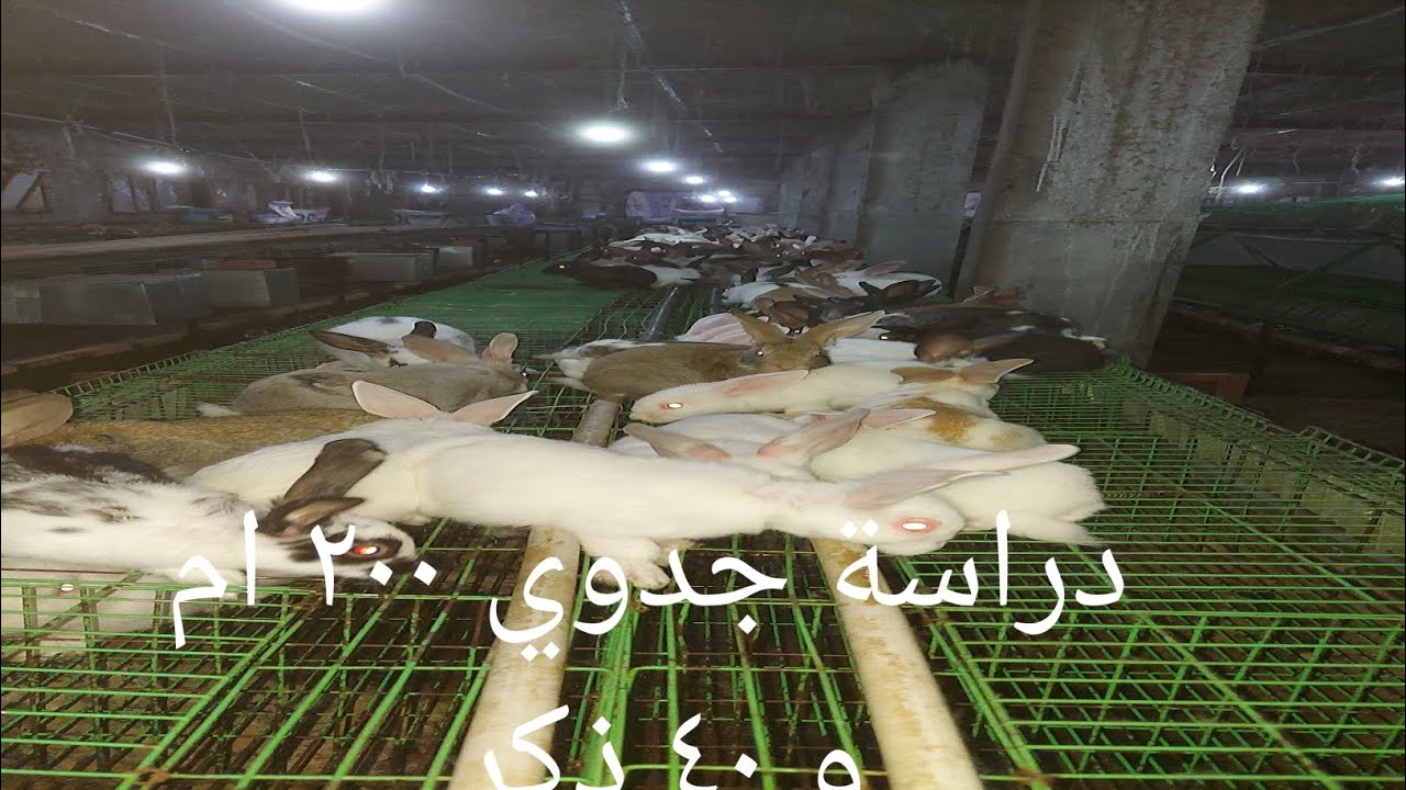 صديق سألني عن دراسة جدوي مزرعة أرنب ٢٠٠ ام و ٤٠ ذكر  لإنشاء مزرعته