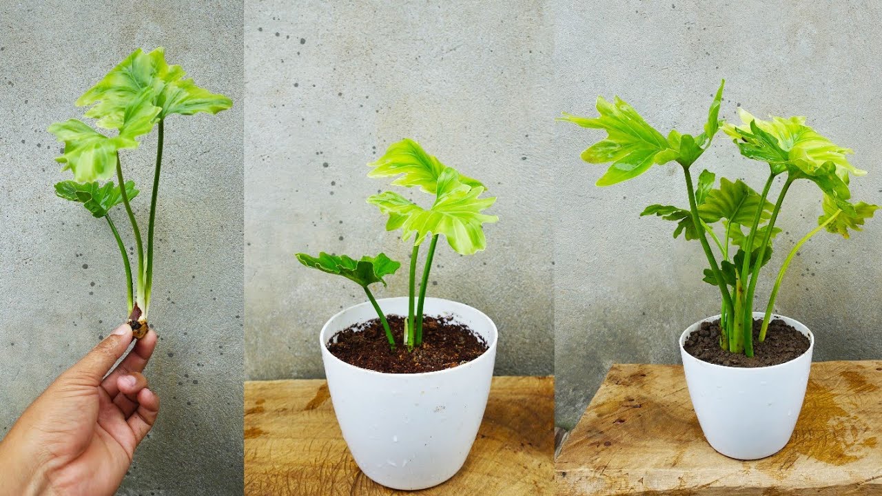 How to grow philodendron selloum from cuttings| Philodendron propagation