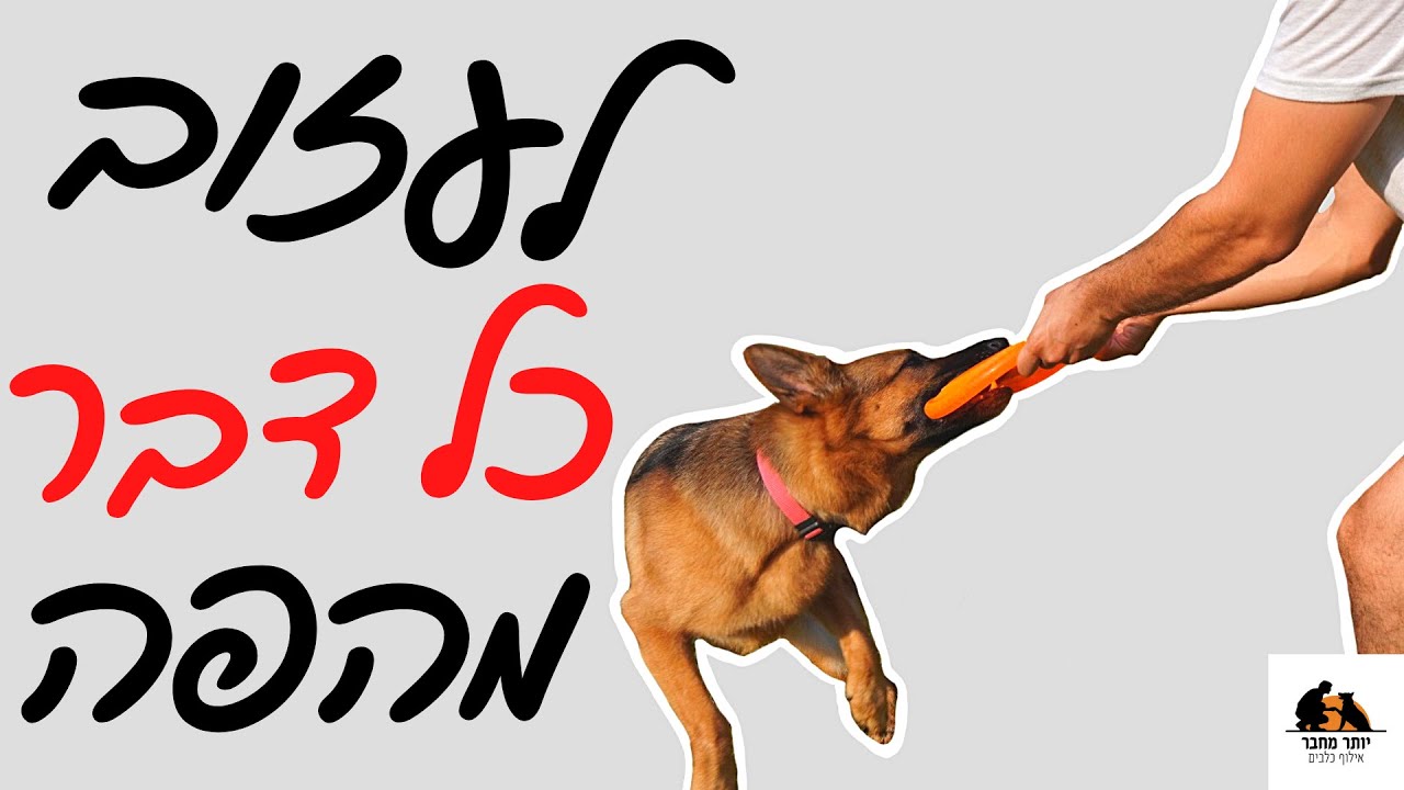 איך ללמד כלב לעזוב כל דבר מהפה