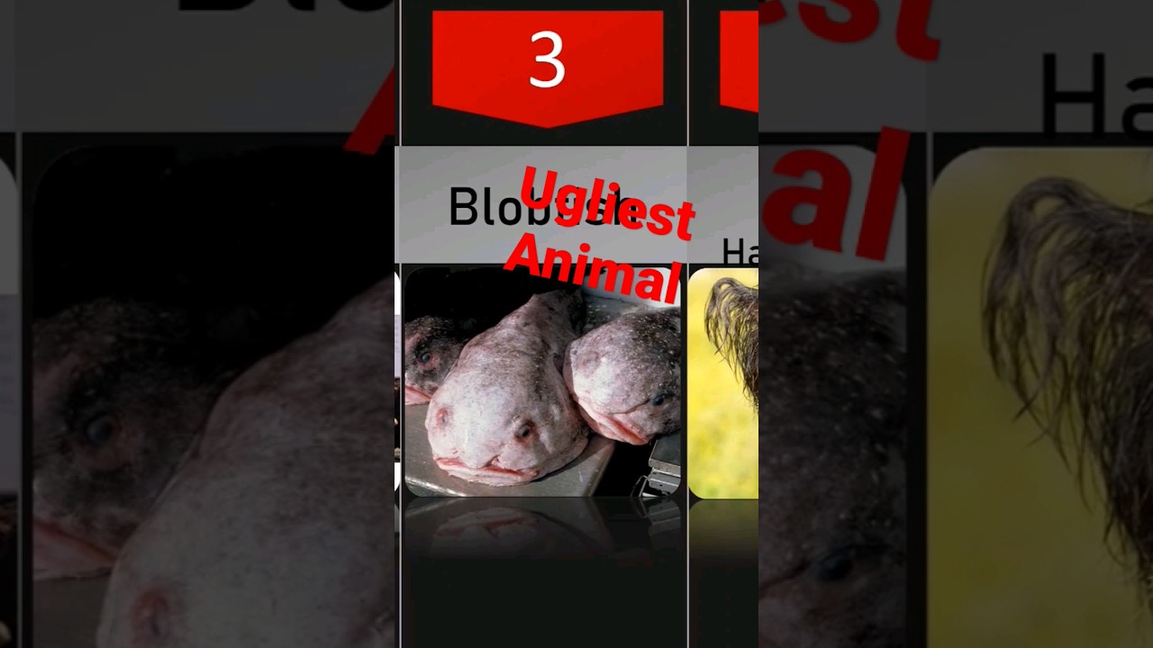Ugliest Animals u never knew exist #shorts