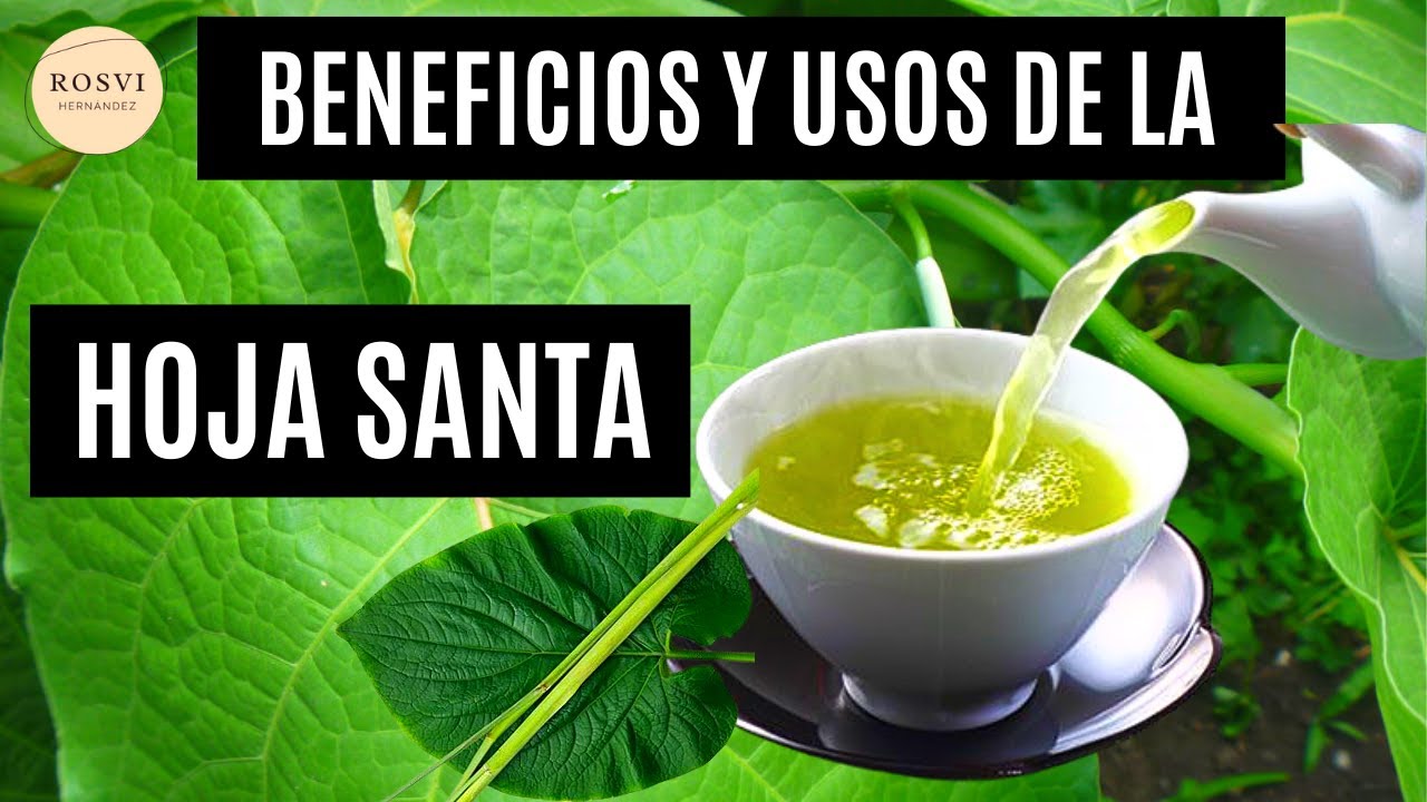 HOJA SANTA, sus nombres, usos y beneficios, te sorprenderá !