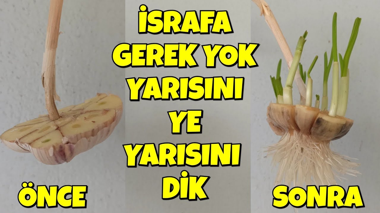Sarımsağın Yarısını Dikin Yeter