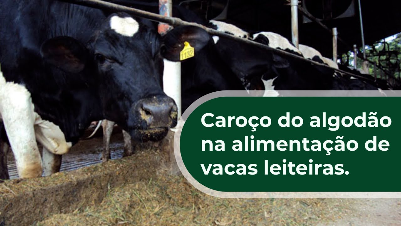 Caroço do algodão na alimentação de vacas leiteiras. 3ª ep. da série: É possível substituir o milho?
