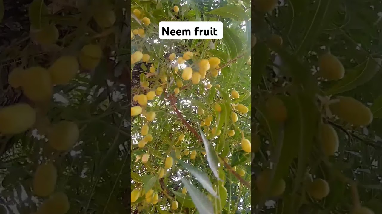 Have you seen neem fruit before? #neem #neemfruit #skincare #haircare #healthylifestyle #music