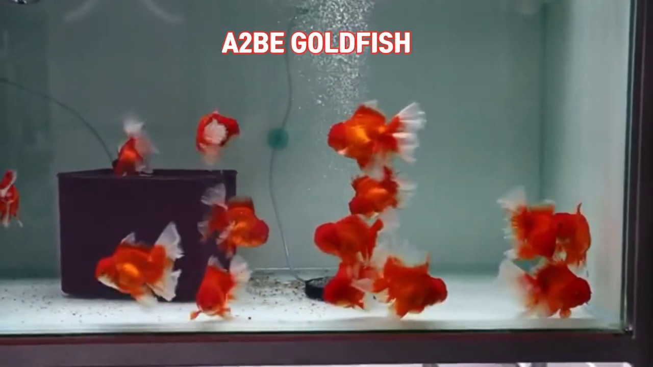 Goldfish kingdom