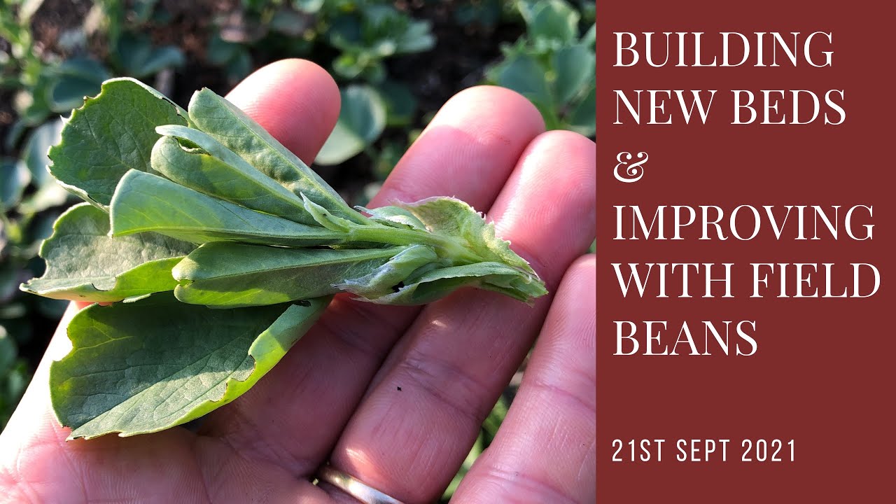 Filling a new raised bed | improving the ground with field beans