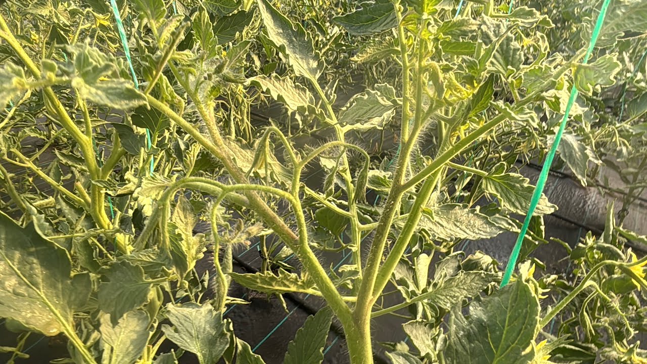 STROPIRE FOLIARĂ PRIN MICROASPERSOARE ȘI COPILIRE