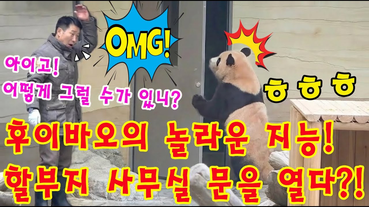 세상에😱 후이바오가 어떻게 혼자서 할부지 사무실 문을 열 수 있었을까요?💨👀 강바오 할부지께서는 손녀의 행동에 매우 놀라 몸이 굳어 버리셨어요ㅎㅎㅎ🥶
