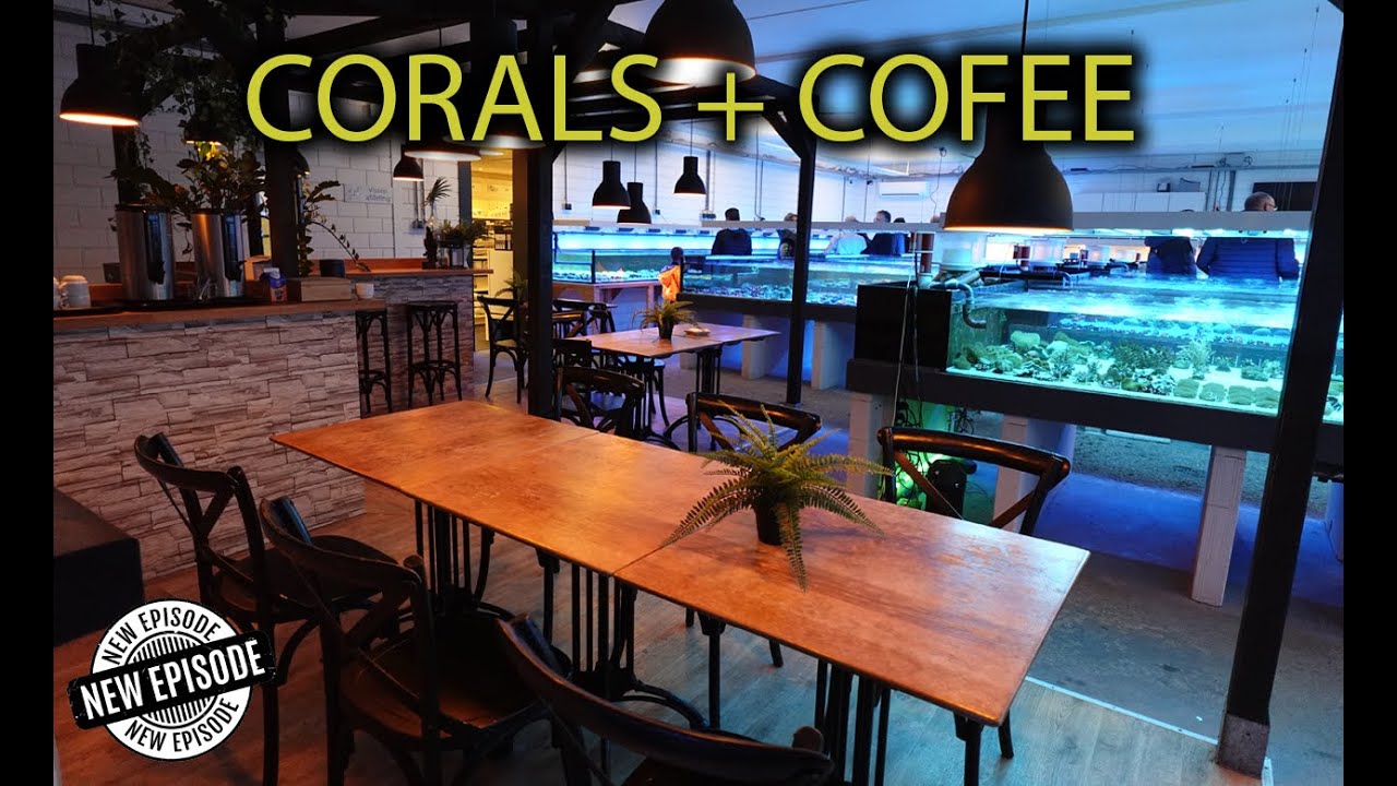 Four Reefing Buddies Tour a Cafe x Coral Shop Tour