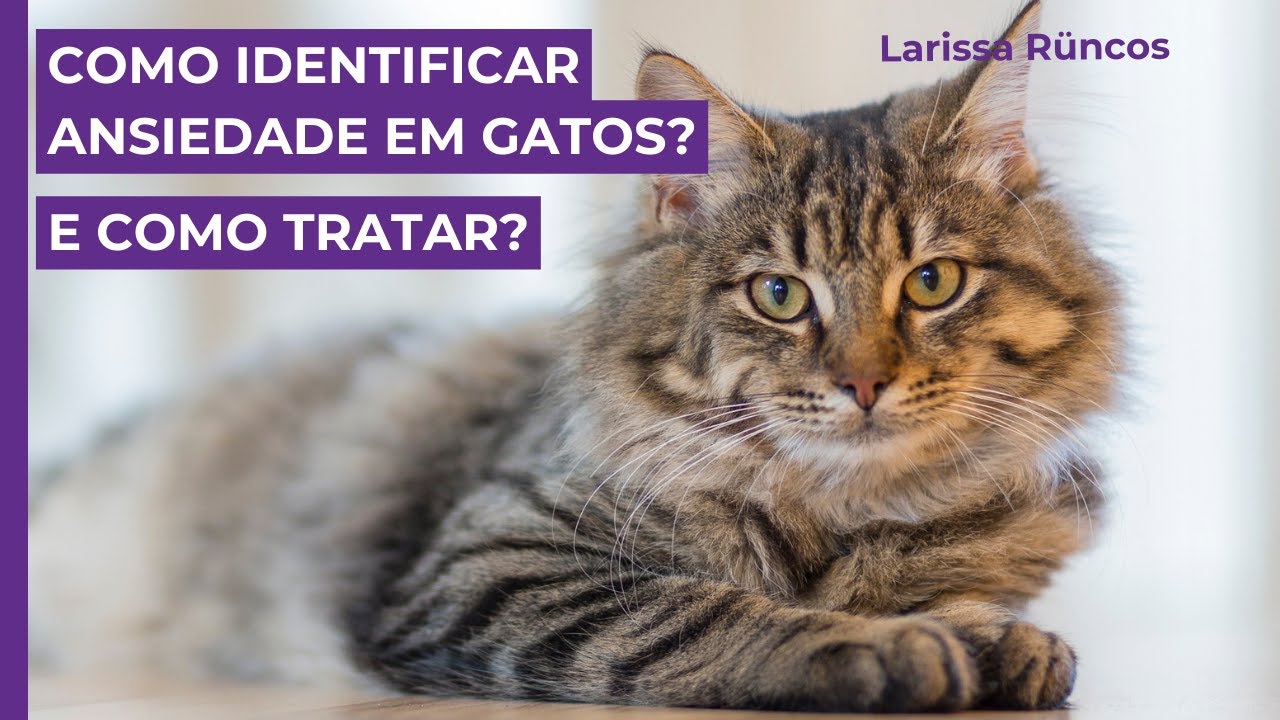Como identificar ANSIEDADE em gatos? E como tratar?