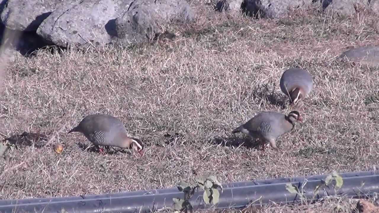 Arabian partridge Tawi Atayr Oman 04/01/2012