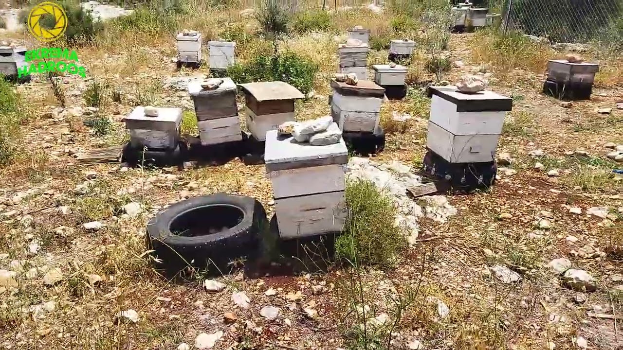 اجراءات مهمه عندما نفقد الملكه في الخليه مع اقتراب موسم الفيض وماذا يجب ان نفعل