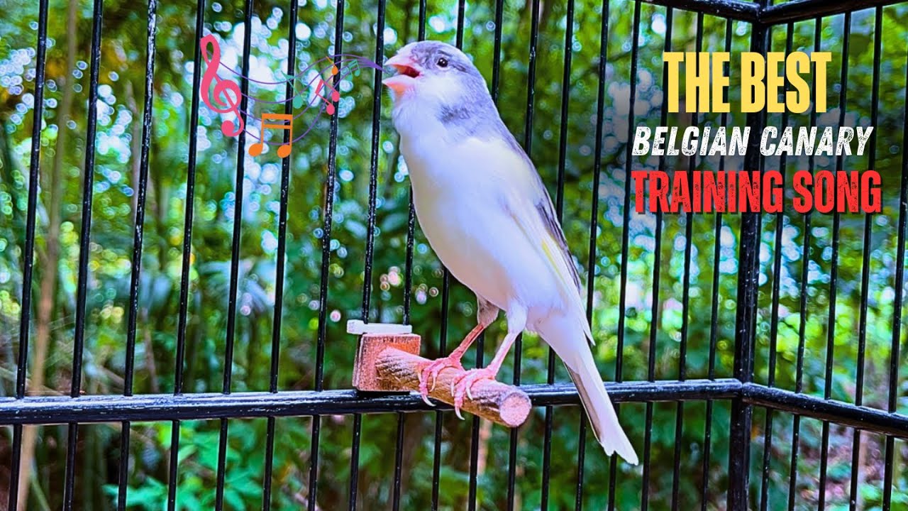 White Mosaic Canary RELEASING the SONG!