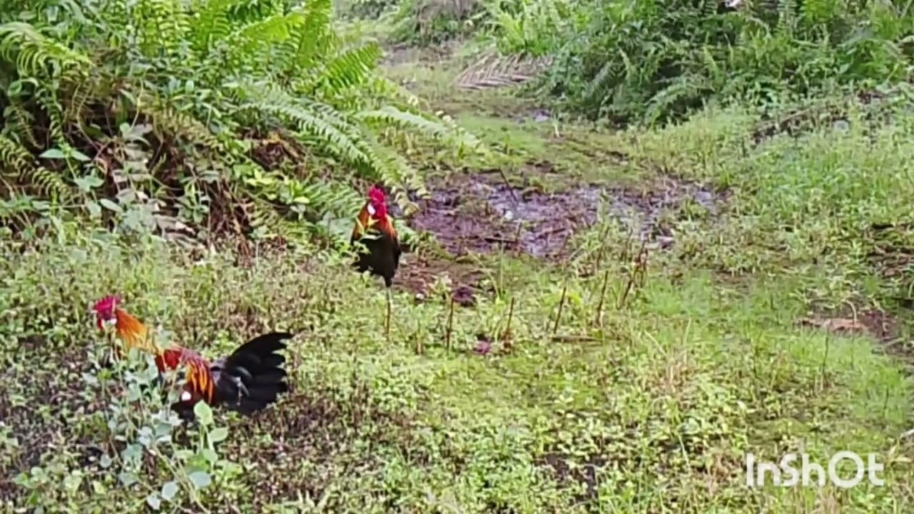 Ayam muda nyali oke