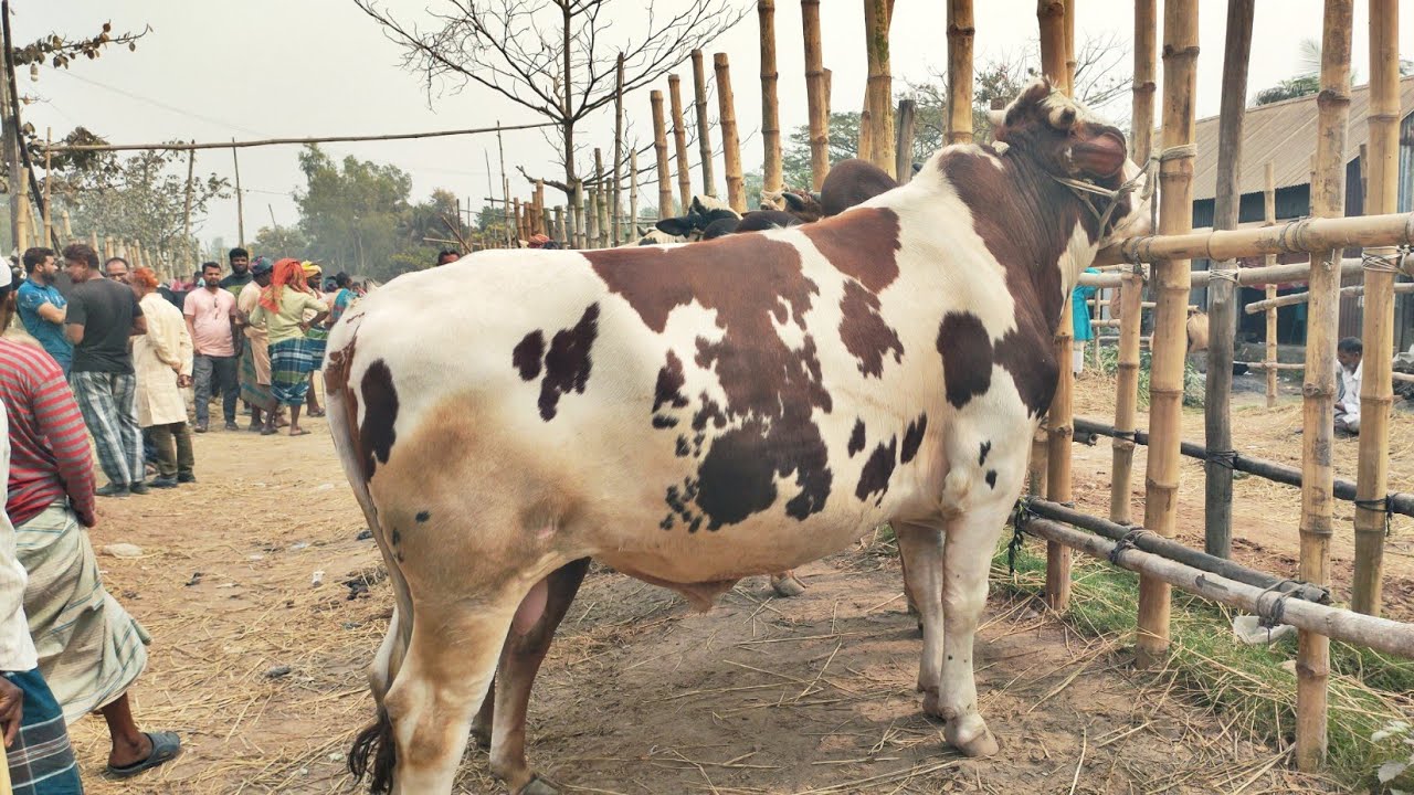 ২৪ শে ফেব্রুয়ারি ২৬ গরুর হাট গরুর দাম। রমজানের ঈদের আগে হাটে গরুর দাম কেমন।Cow market in BD ।