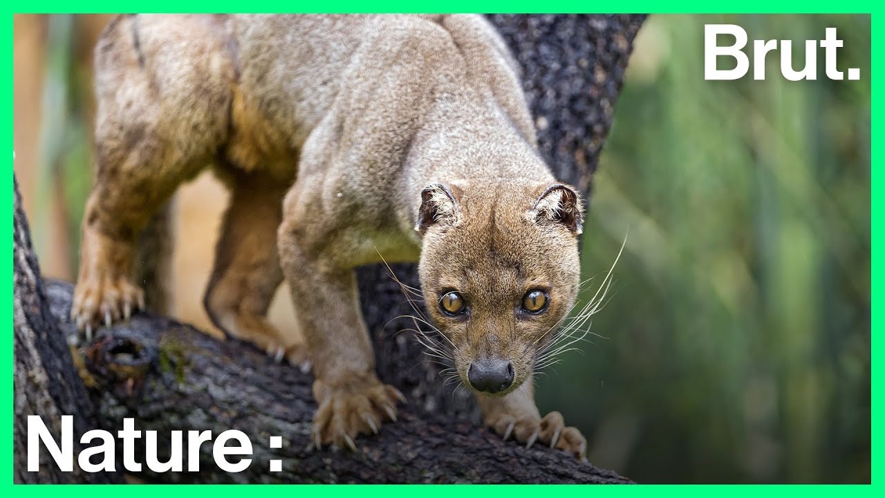 Le fossa, un super pr&eacute;dateur peu connu et menac&eacute;