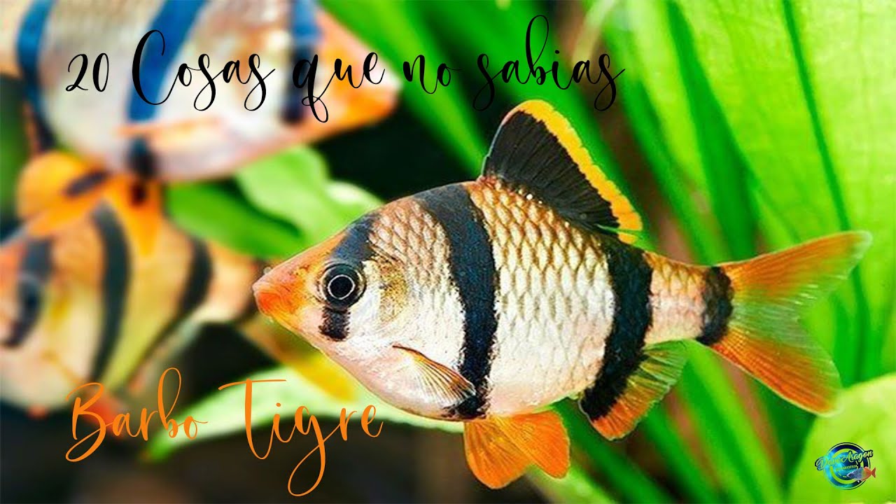 20 Cosas que no sabias del Barbo Tigre (Puntius Tetrazona)