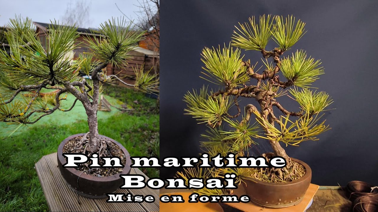 Pin maritime bonsaï