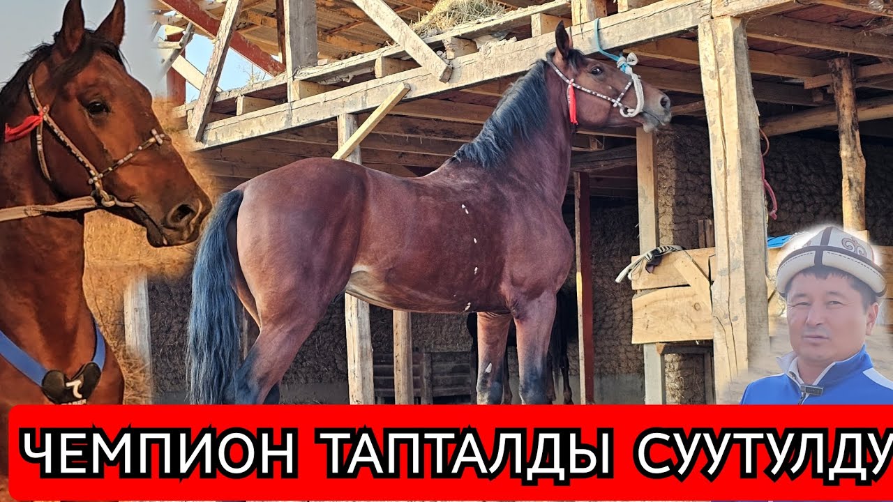 САЯПКЕРДИН ЧЕМПИОНУ ДАЯР 
