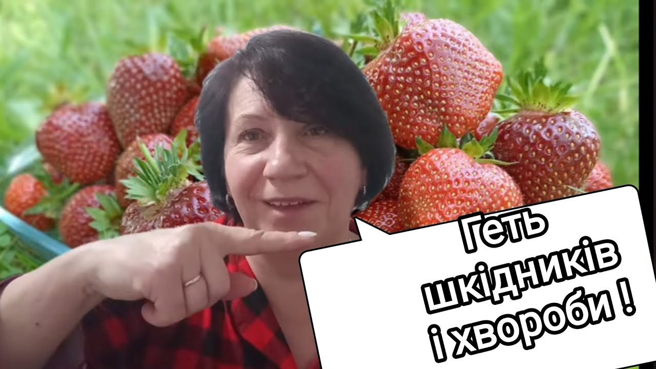 Як зберігатиму полуницю від хвороб і шкідників Схеми обробок!!! 